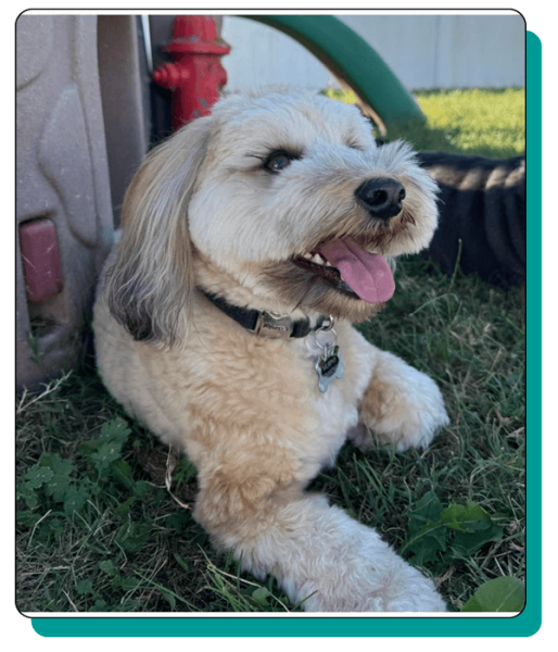 Noah_s Bed & Biscuit Elements