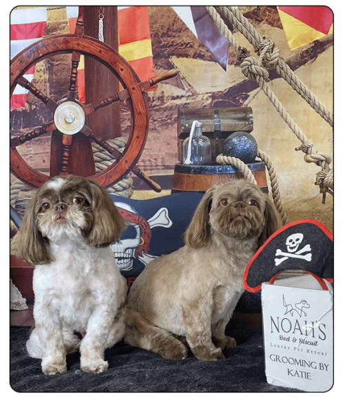 Noah_s Bed & Biscuit Elements29