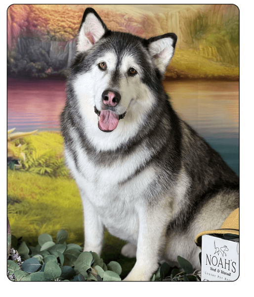 Noah_s Bed & Biscuit Elements31