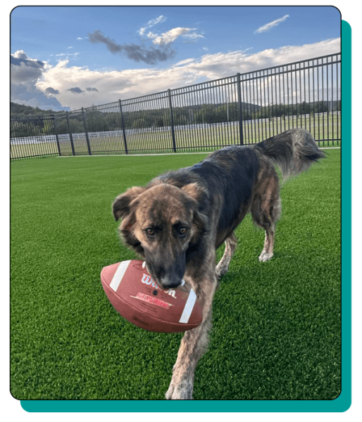 Noah_s Bed & Biscuit Elements5