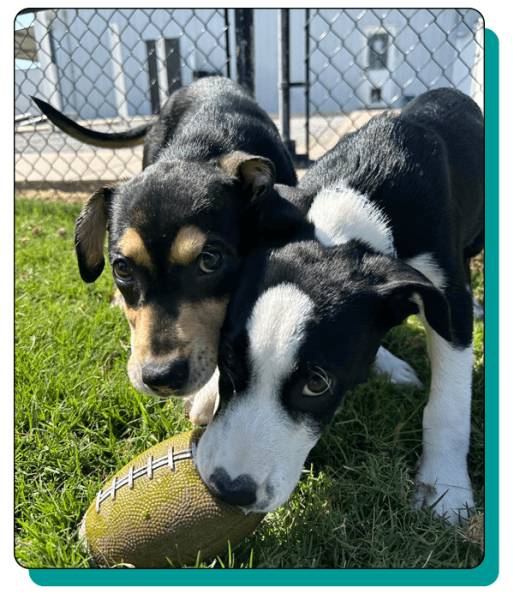 Noah_s Bed & Biscuit Elements6