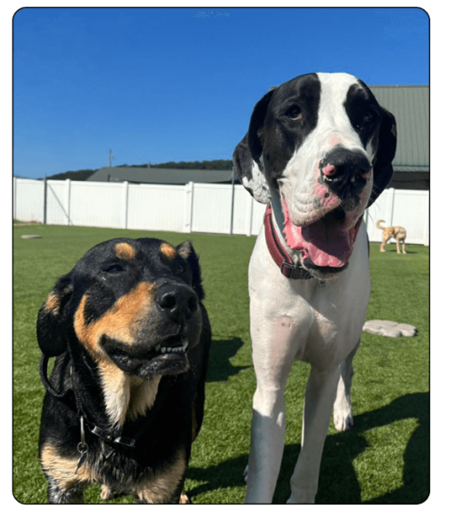 Noah_s Bed & Biscuit Elements7