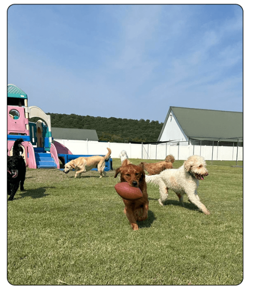 Noah_s Bed & Biscuit Elements9