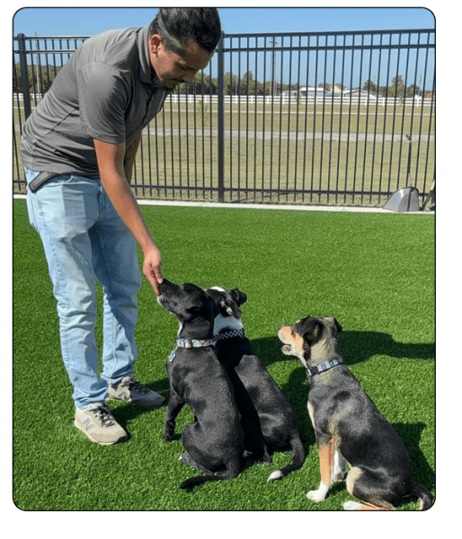 Noah_s Bed & Biscuit Elements_training