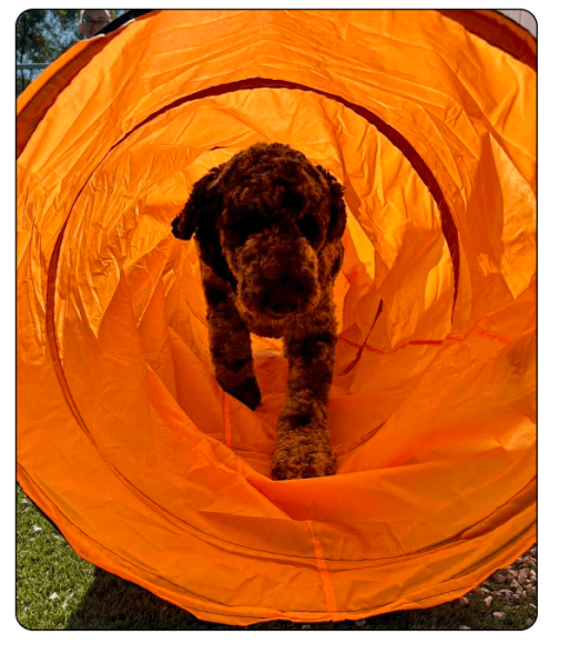 Noah_s Bed & Biscuit Elements_training4